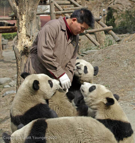 Pandas - Scott Younger - China