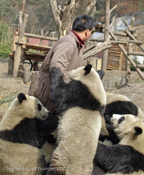 Pandas - Scott Younger - China